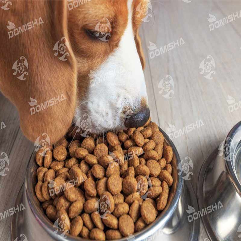 آموزش درست کردن غذا خشک برای سگ
