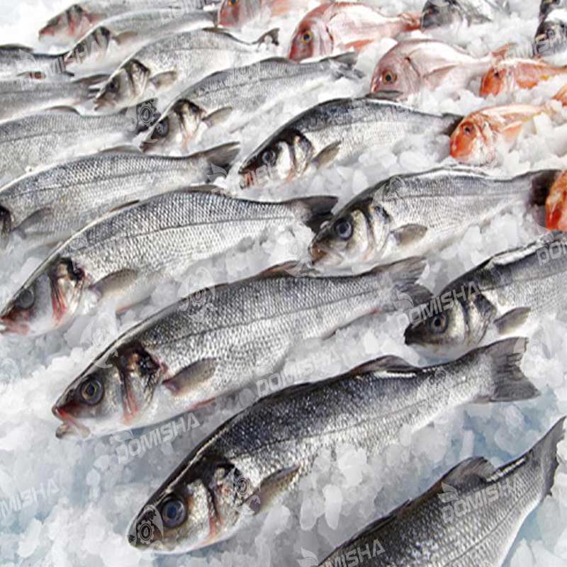 لزوم استفاده از ماهی در سبد غذایی انسان